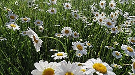 花,綠色,性質(zhì)