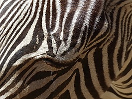 斑馬,動(dòng)物,動(dòng)物園