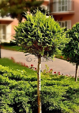 樹(shù),性質(zhì),植物