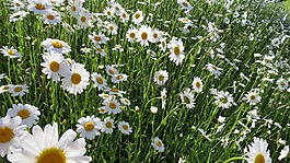 花,綠色,性質(zhì)