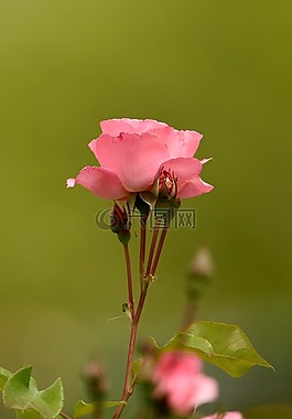 花,性質(zhì),植物