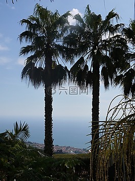 马德拉,棕榈树,海