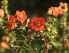 鮮花,花瓣,性質(zhì)