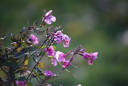 鮮花,夾竹桃,性質(zhì)