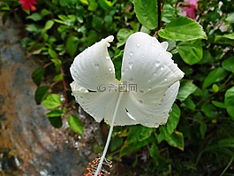 白,槿,羅莎