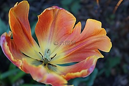 花,花園,花卉園