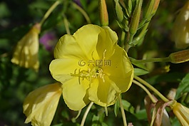 黃色的花,花園,地塊
