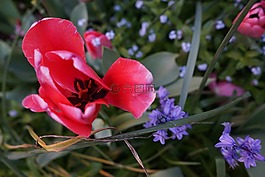 花,花園,花卉園