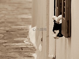 貓咪,貓,動物醫(yī)院
