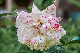 玫瑰綻放,花園,美