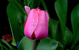 郁金香,粉紅色,花