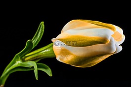 花,開花,黃色
