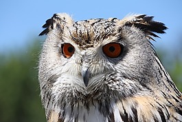 貓頭鷹,鳥,野生動物
