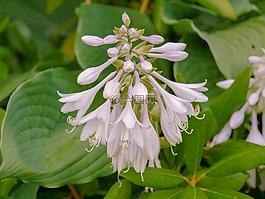 花,開花,白