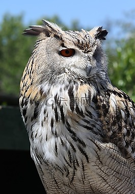 貓頭鷹,鳥,野生動物