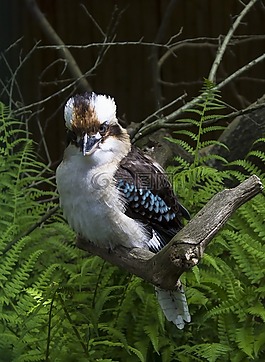 動物園,鳥,動物