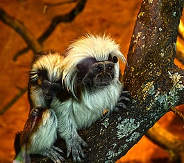 動物園圈地,猴,動物