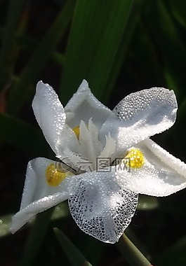 花卉,字段,白