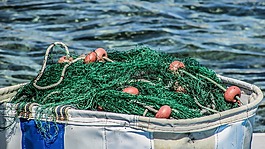 蚊帳,釣魚(yú),綠色