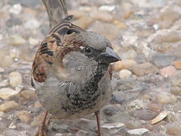麻雀,鳥,特寫