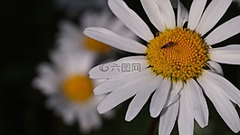 雛菊,花,夏天