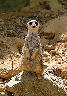 surzkata,動物園,性質(zhì)