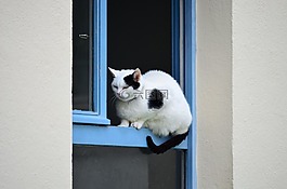 猫,窗口,黑色和白色的猫