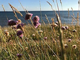 草地,海,鮮花