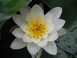 百合,水,花