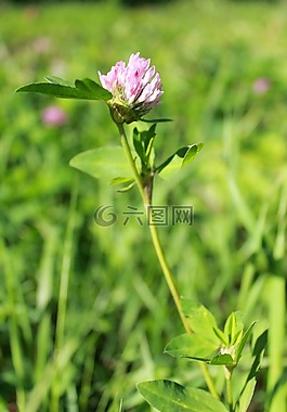 三葉草,紫色的小花,夏季