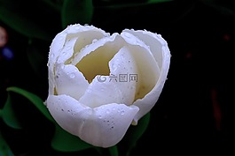 郁金香,白,春