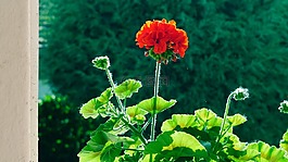 花卉,天竺葵,在上午
