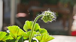 花蕾,天竺葵,在上午