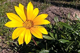 花,野生動物,街