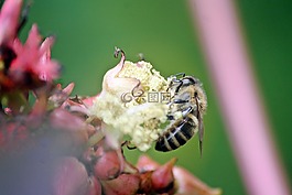 蜜蜂,動(dòng)物,昆蟲