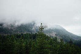 山峰,松樹,自然