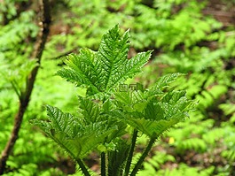 綠色,蕨類植物,性質(zhì)