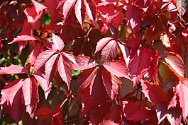 葉子,紅色,春天