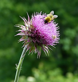 熊蜂,大黃蜂蜜蜂,蜜蜂