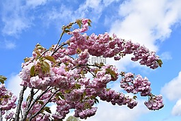 櫻花,樹,天空