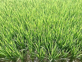 水稻梯田,草,經(jīng)濟(jì)增長(zhǎng)