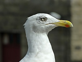 海鷗,眼,條例草案