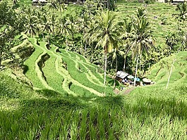 性質(zhì),草,樹