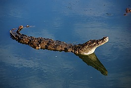 鳄鱼,动物区系,短吻鳄