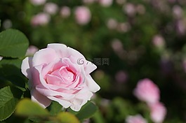 花,美,植物