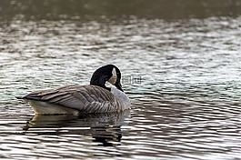 鵝,野鵝,鳥