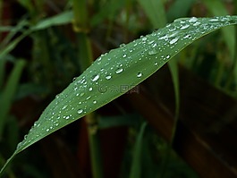 葉,滴,雨