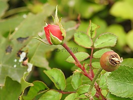 玫瑰,紅色,芽