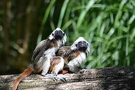 動(dòng)物,性質(zhì),動(dòng)物世界