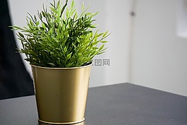 植物,綠色,成長